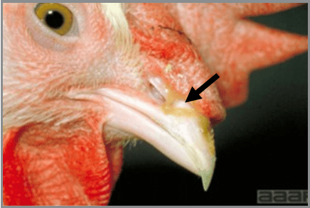 White Leghorn pullet with slight facial swelling and nasal discharge 