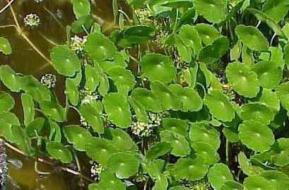 Marsh Pennywort - Texas A&M University