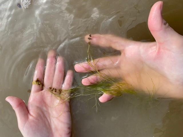 Sago Pondweed - Texas A&M University