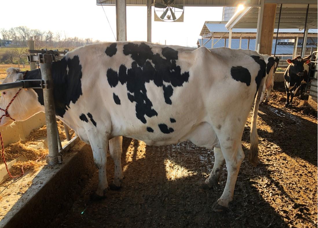 Dairy cattle feeding