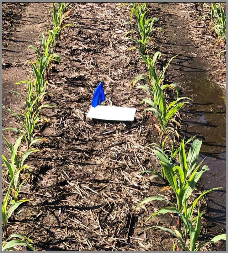 Corn plants in rows