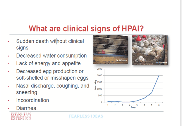 M. Ghanem HPAI slide