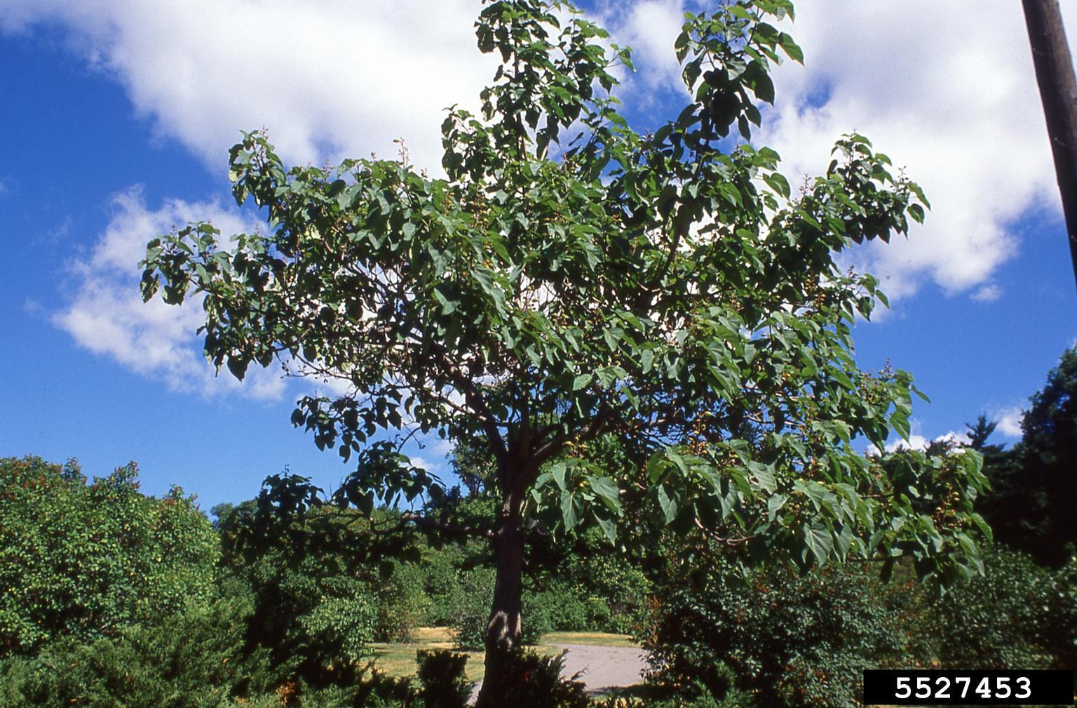 Princess tree. Photo by T. Davis Sydnor, The Ohio State University, Bugwood.org