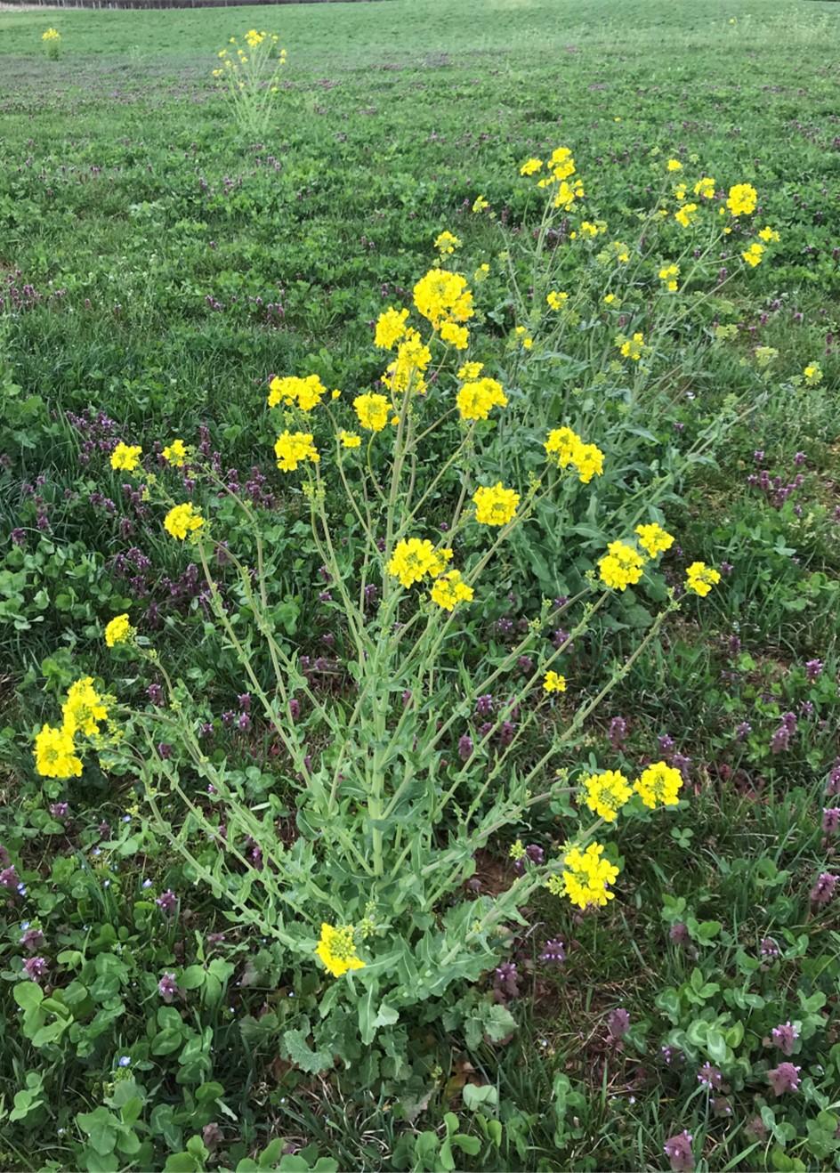 Wild Mustard