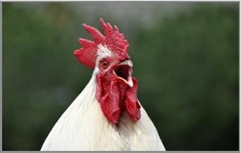 Chicken vocalizing