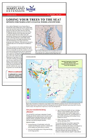 Screenshot of pages from "Losing your Trees to the Sea?"