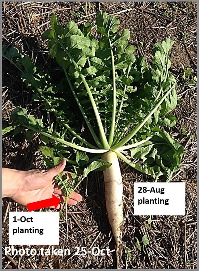 Forage radish