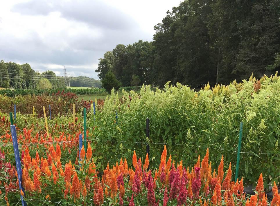 Southern Maryland cut flower farm