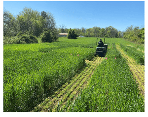 Harvesting Triticale Forage Plot