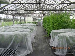 IR4 Greenhouse