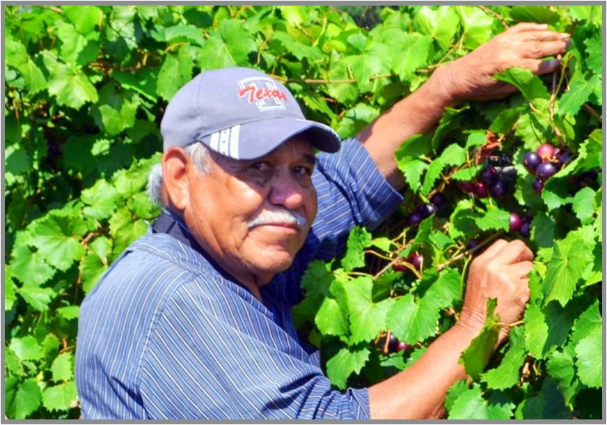 Man tending grapes in vineyard