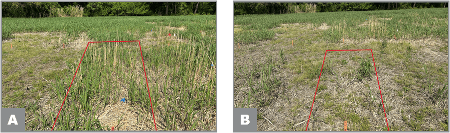 Density of a) non-treated vs b) 2 mowing followed by 2 herbicide treatments at spring green up after disking. 