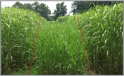 Miscanthus plots (center) showing signs of recovery within a year of herbicide and or mowing treatments.