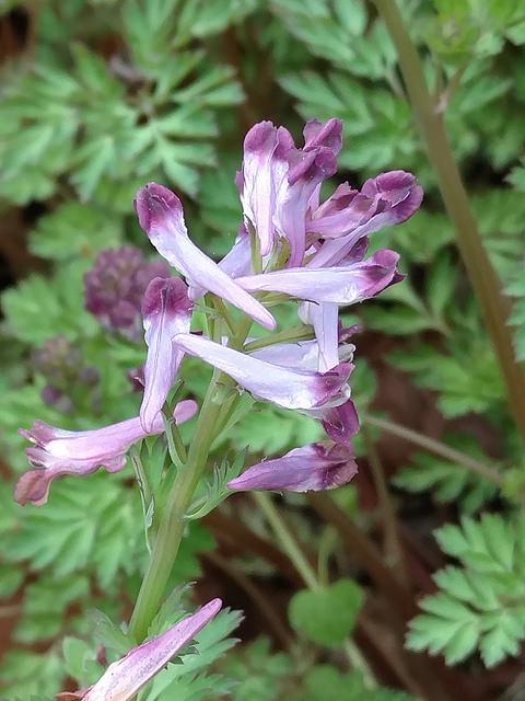 Incised Fumewort flowers in Washington Co., MD. Photo by Wayne Longbottom, Maryland Biodiversity Project