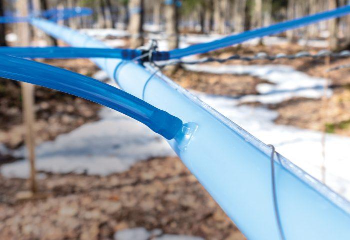 Vacuum tubing collecting sugar maple sap.  Photo courtesy cdlinc.ca