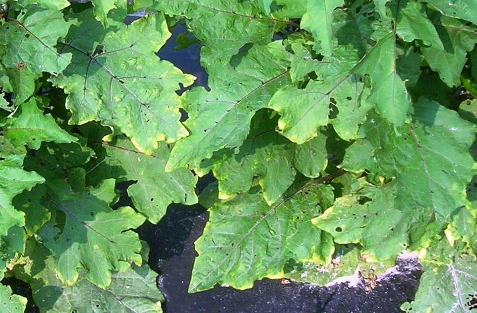 Hopper burn on eggplant