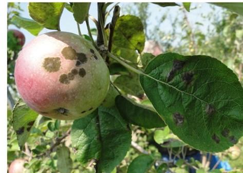 Apple scab (Venturia inaequalis) by Yonghao Li, The Connecticut Agricultural Experiment Station, Bugwood.org. 