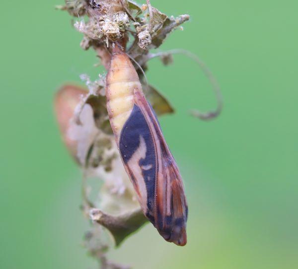 in a pupal case of box tree moth you can see the wings forming