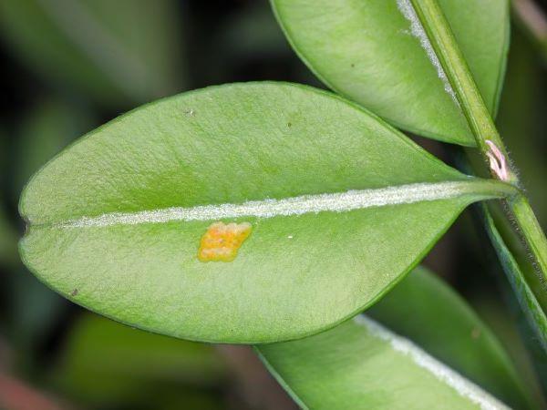 small yellow flat eggs on a boxwood leaf