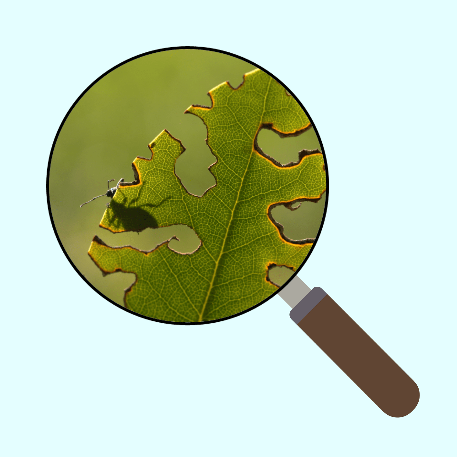 magnifying lens over a leaf