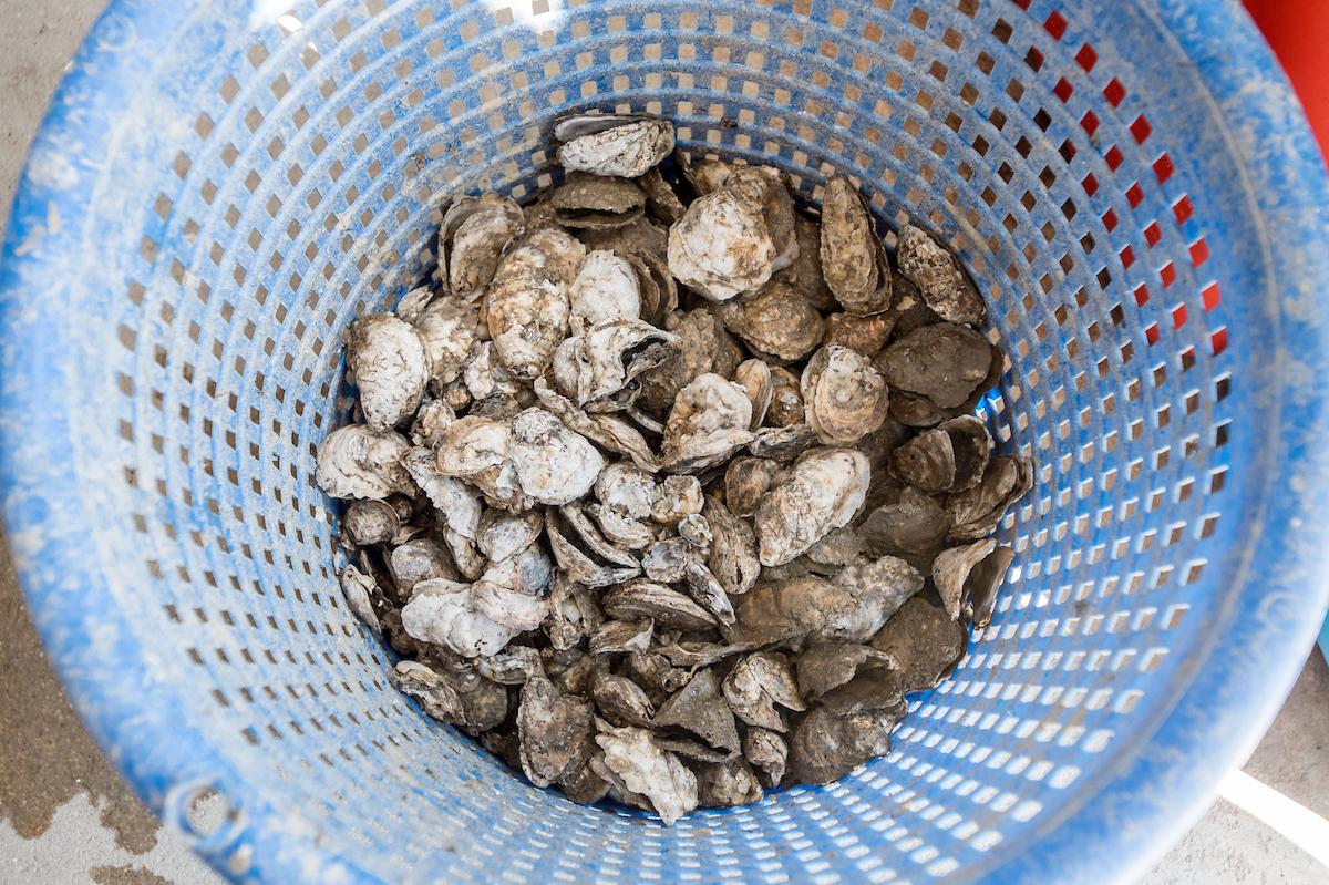 Oysters in a basket