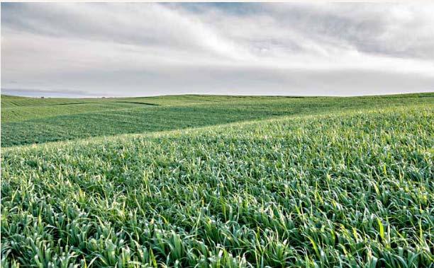 corn crop, Photo: Edwin Remsberg