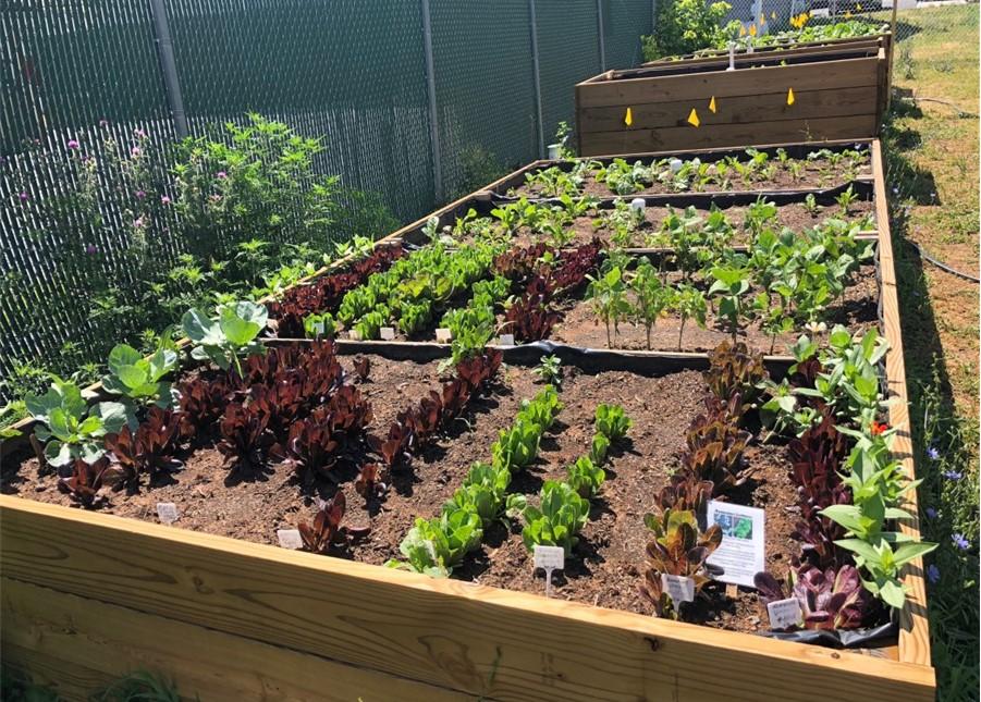 Raised vegetable garden