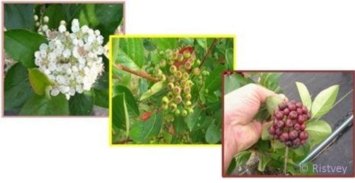 aronia fruit phenology