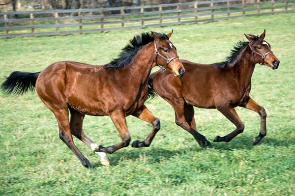 Two horses are running in a pasture. 