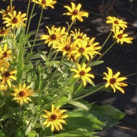 yellow flowers of native black-eyed Susan