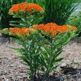 orange flowers of native butterfly milkweed