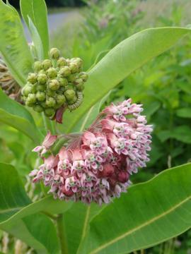 pink flowers of common milkweed