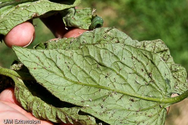 Aphids on leaf underside