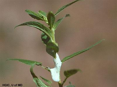 boxwood psyllid