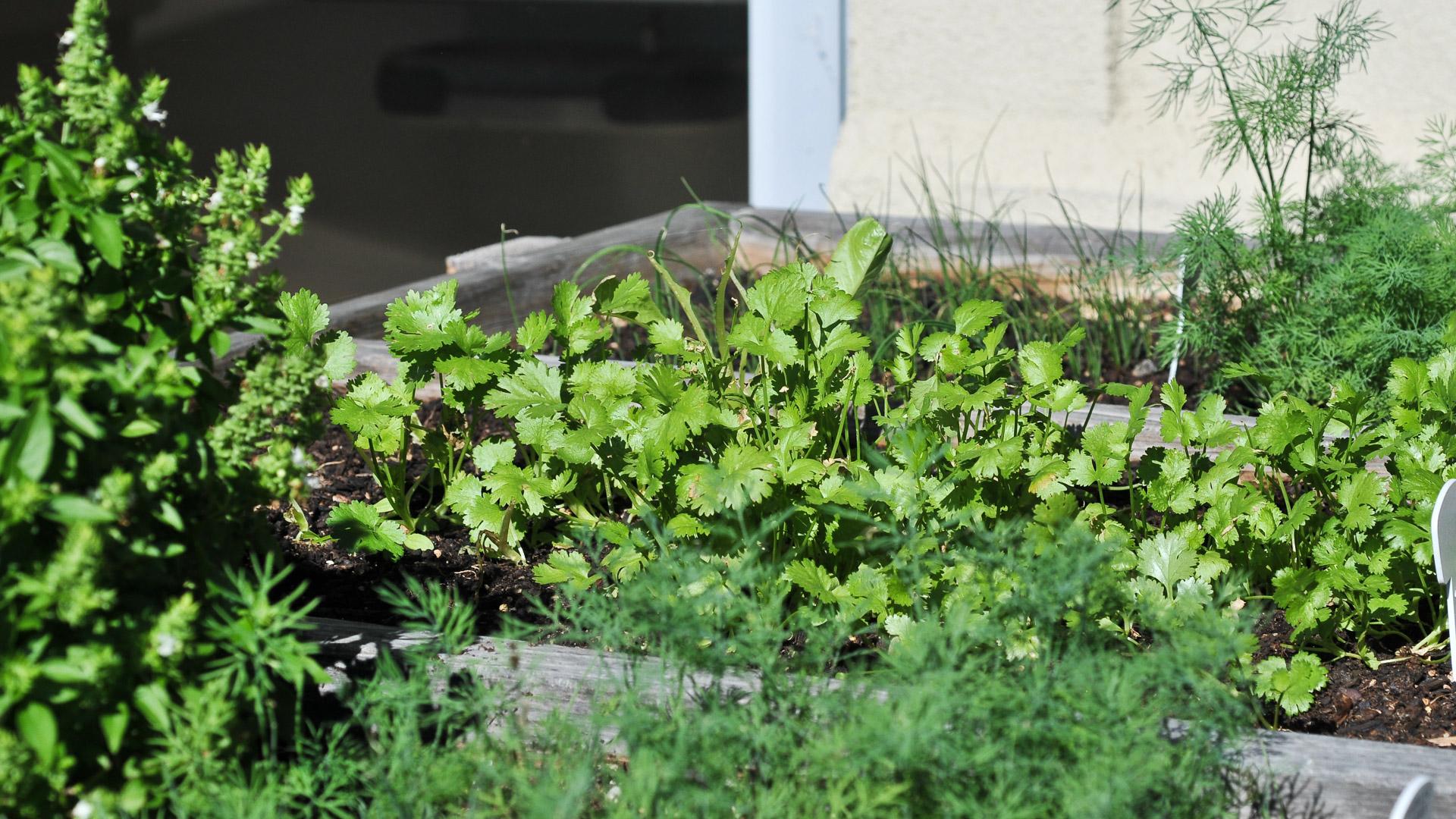 growing herbs