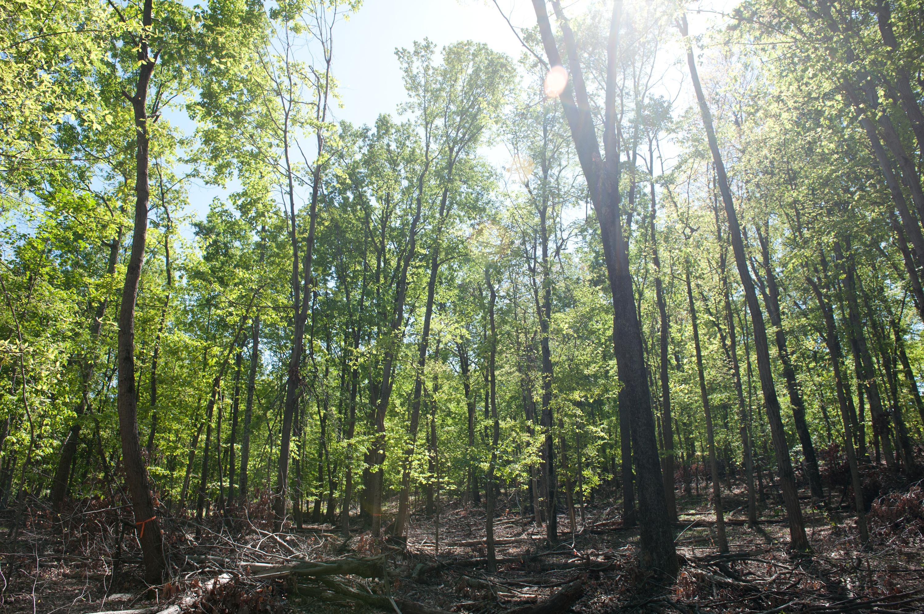 Grove of trees. Photo (C) Edwin Remsburg