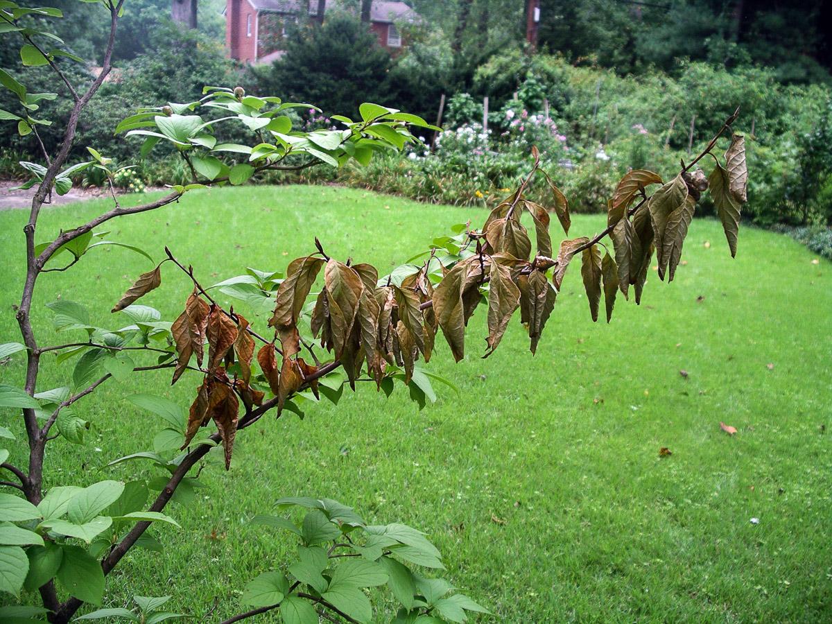 drought symptoms on stewartia