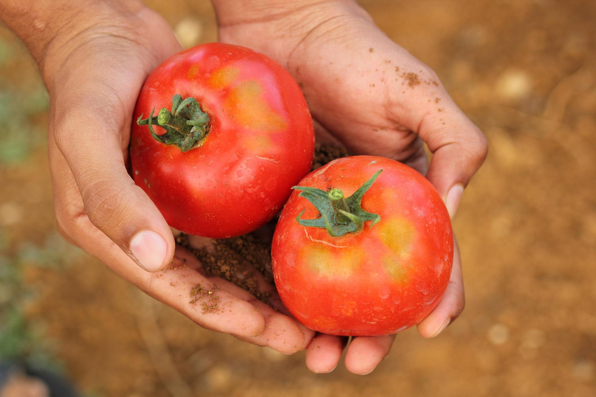 Tomatoes