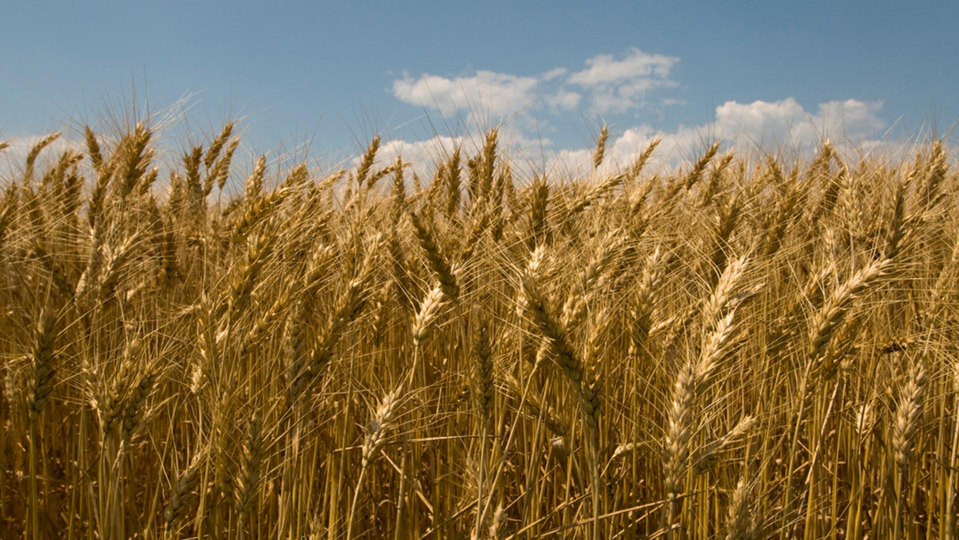 Wheat with blue sky and clouds in the background