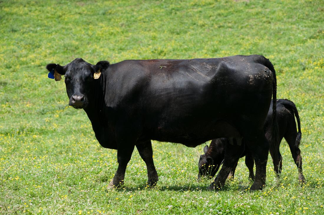 Heifer grazing in Field with her calf. 