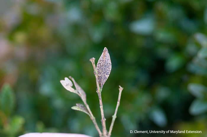 macrophoma leaf spot on boxwood