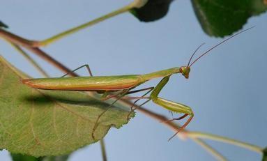 European praying mantid