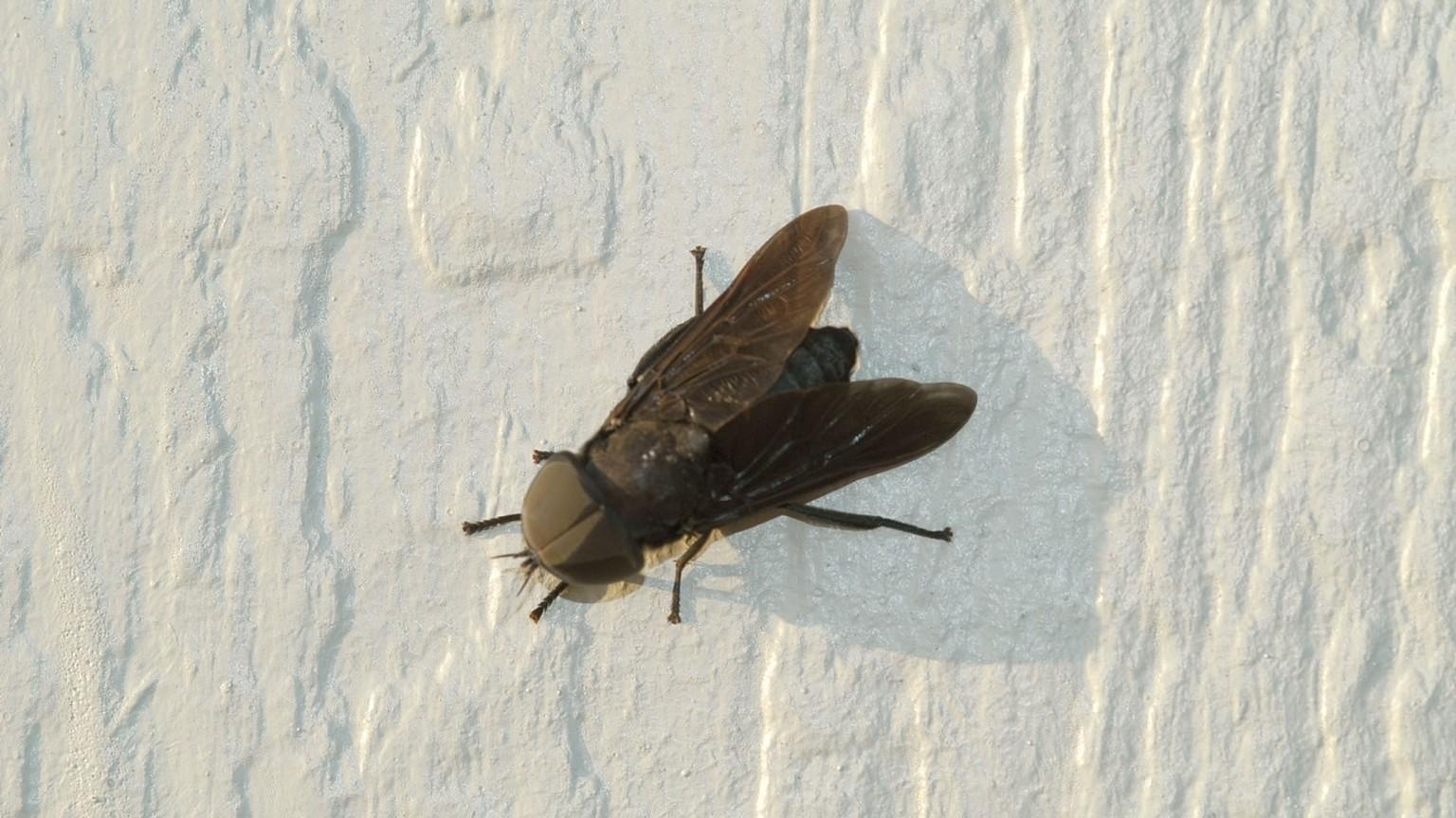 black horse fly