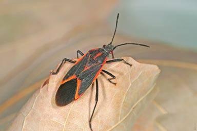 boxelder bug