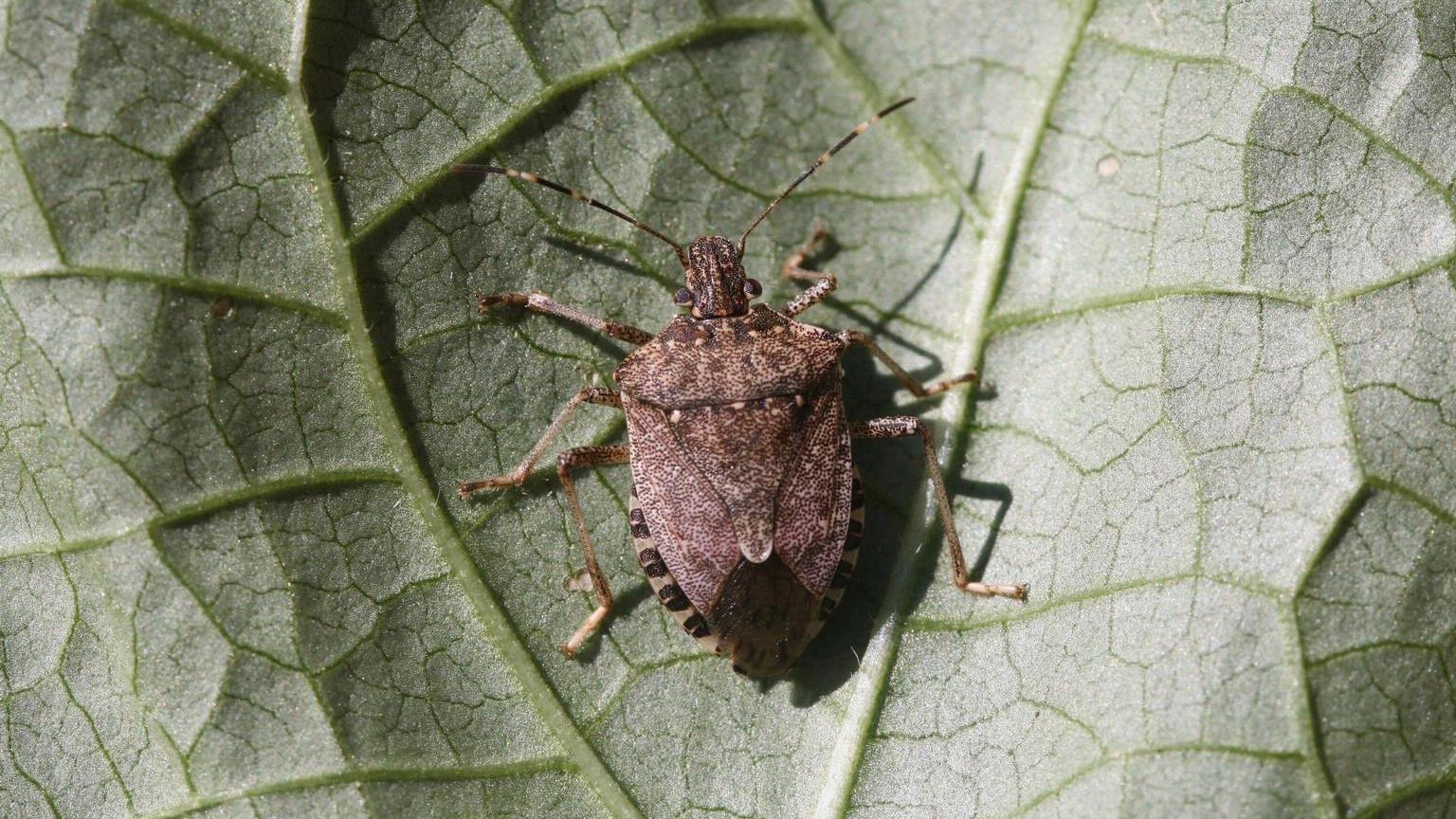 brown marmorated stink bug