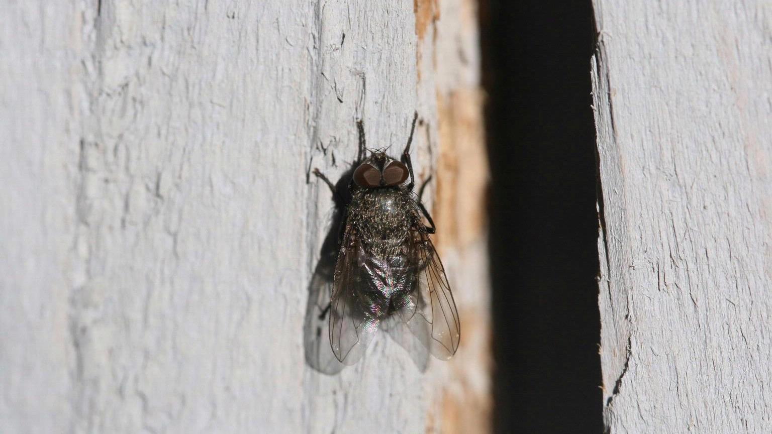 cluster fly