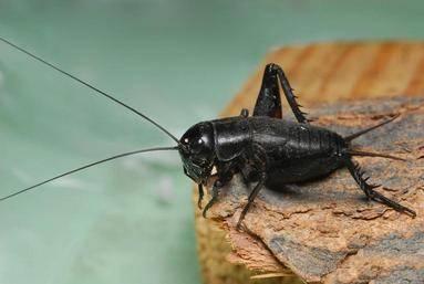 field cricket