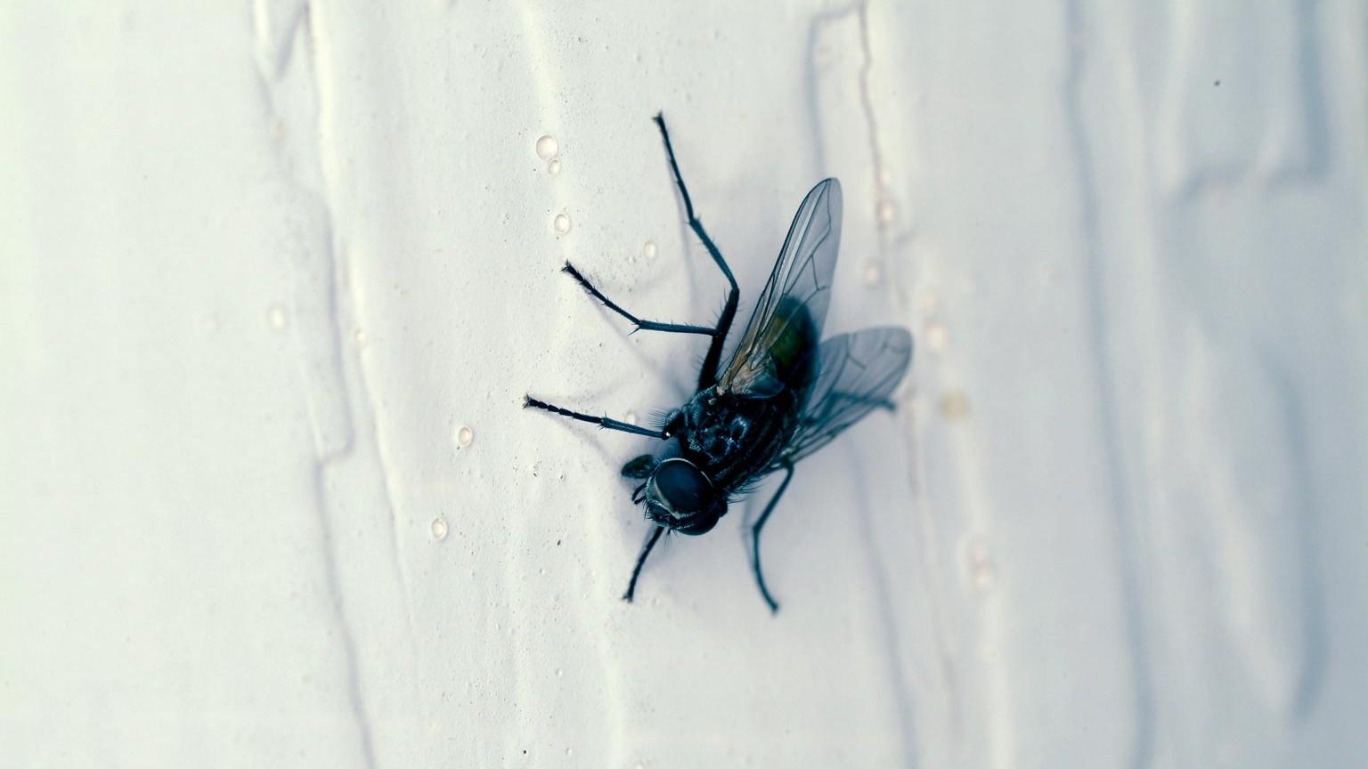 house fly