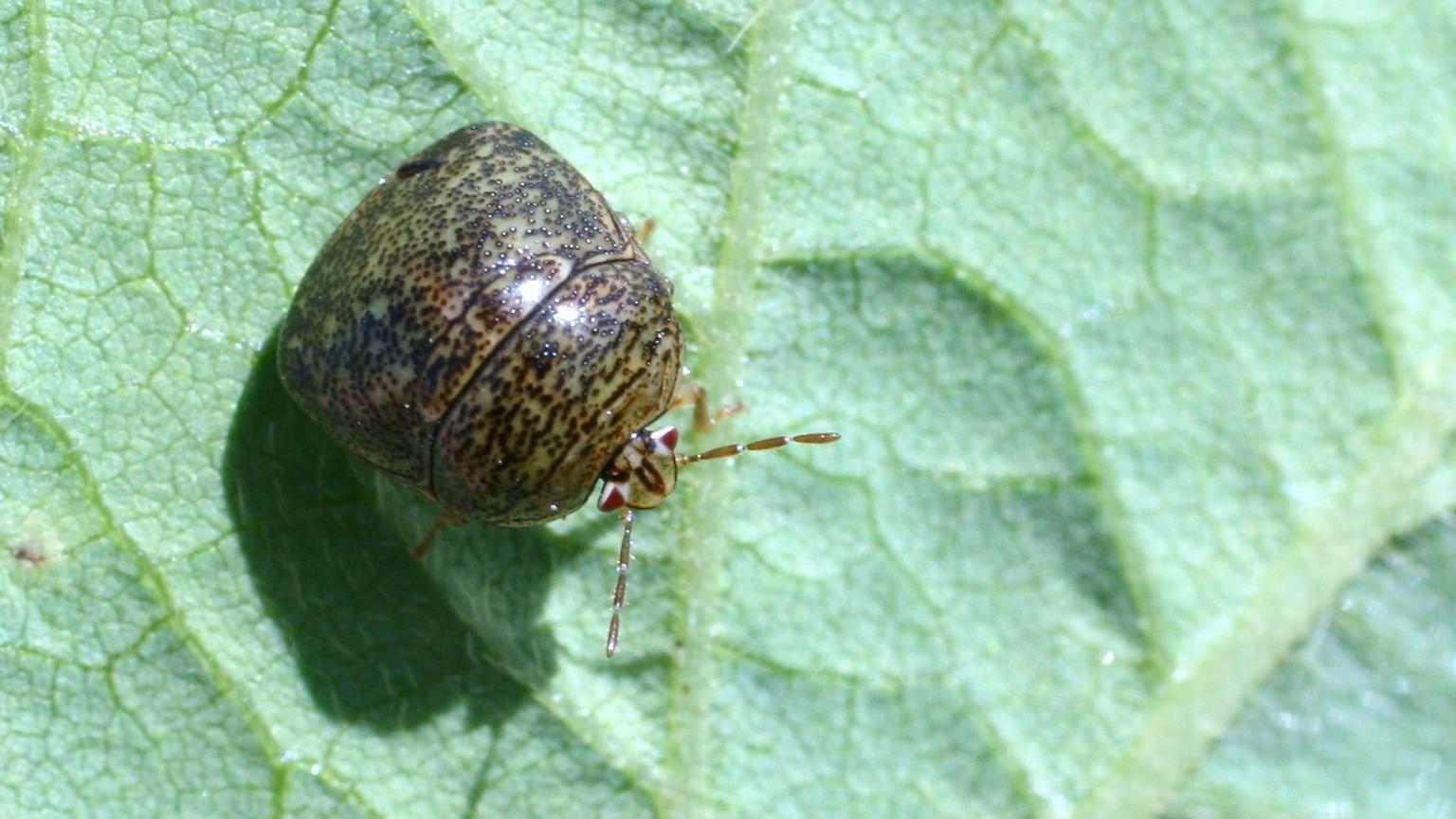 kudzu bug adult