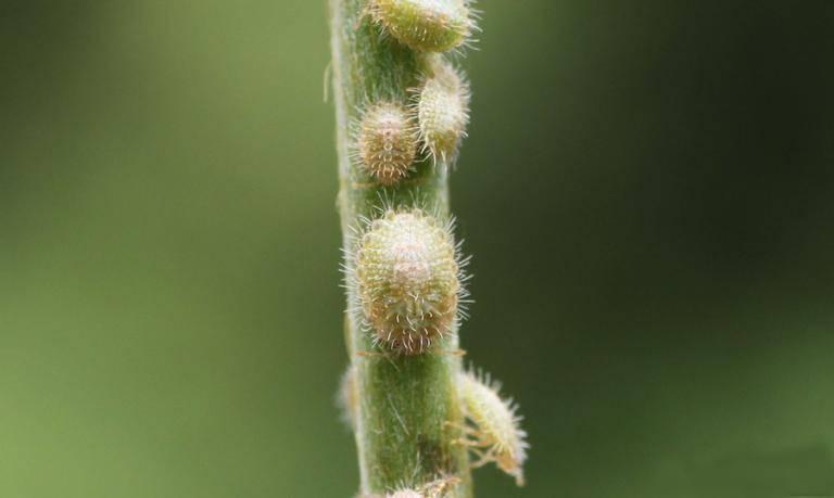 kudzu bug nymphs